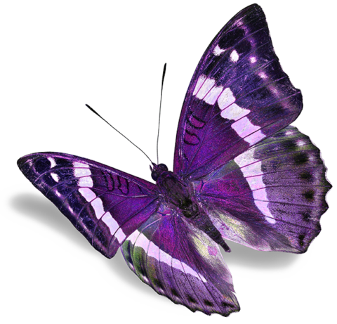 purple butterfly